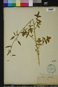 Sisymbrium officinale image