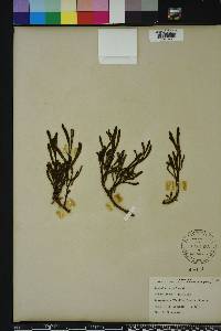 Sesuvium portulacastrum image