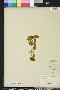 Bauhinia brachycarpa image