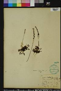Drosera capillaris image