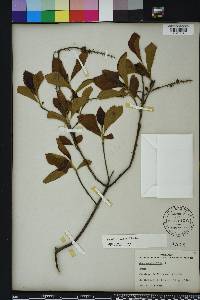 Clethra alnifolia image