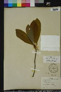 Magnolia virginiana image