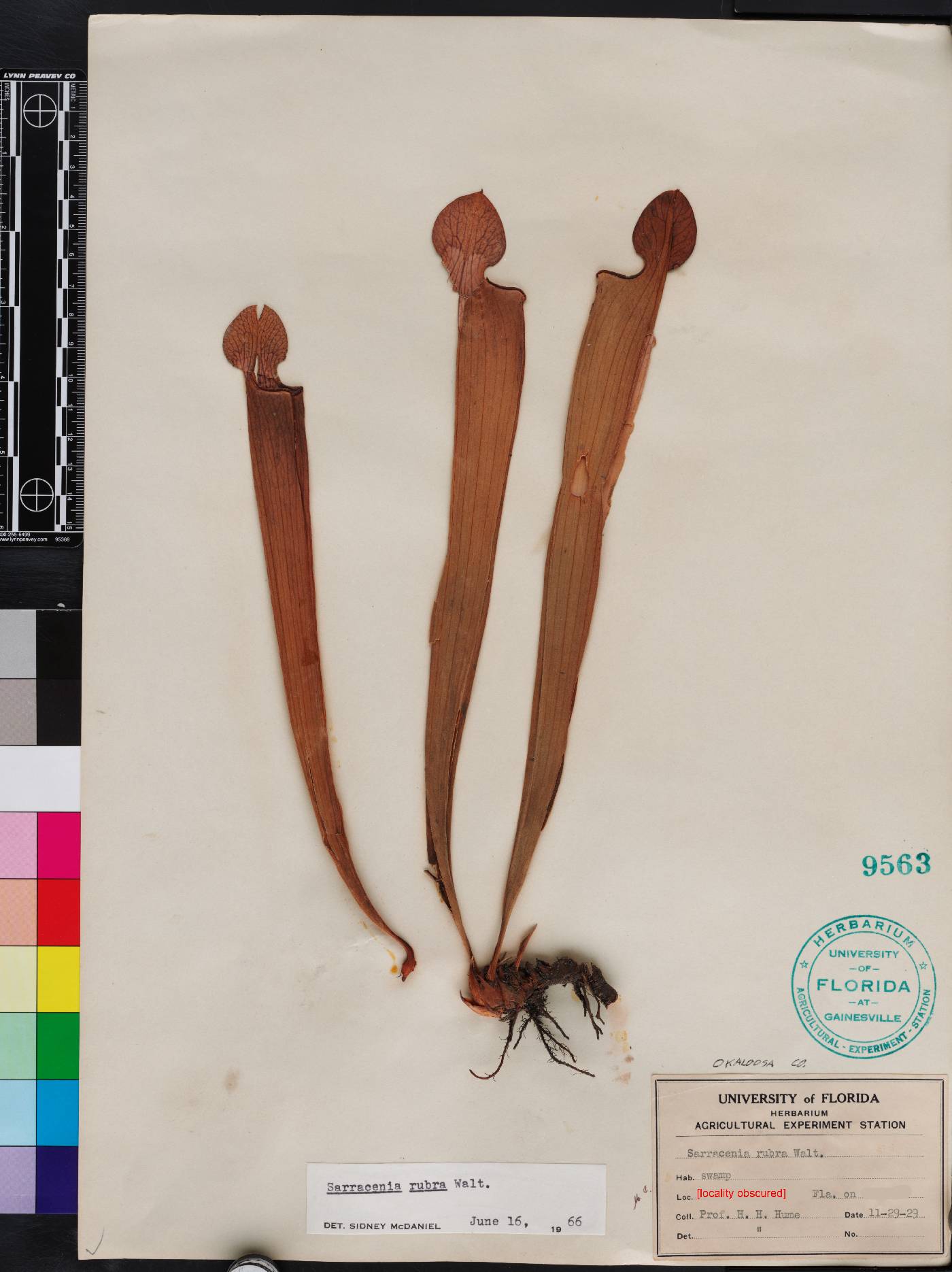 Sarracenia rubra subsp. gulfensis image