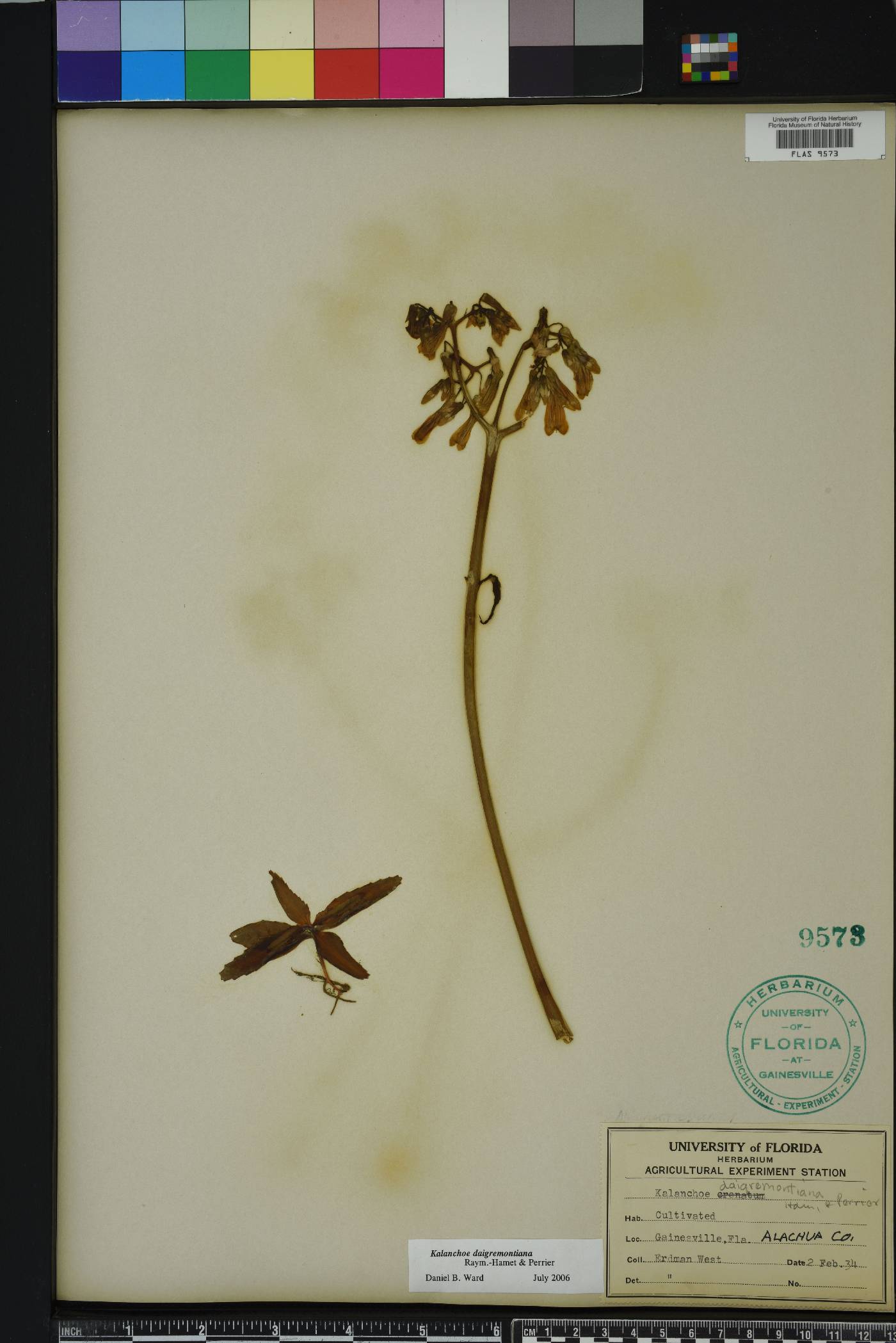 Bryophyllum daigremontianum image