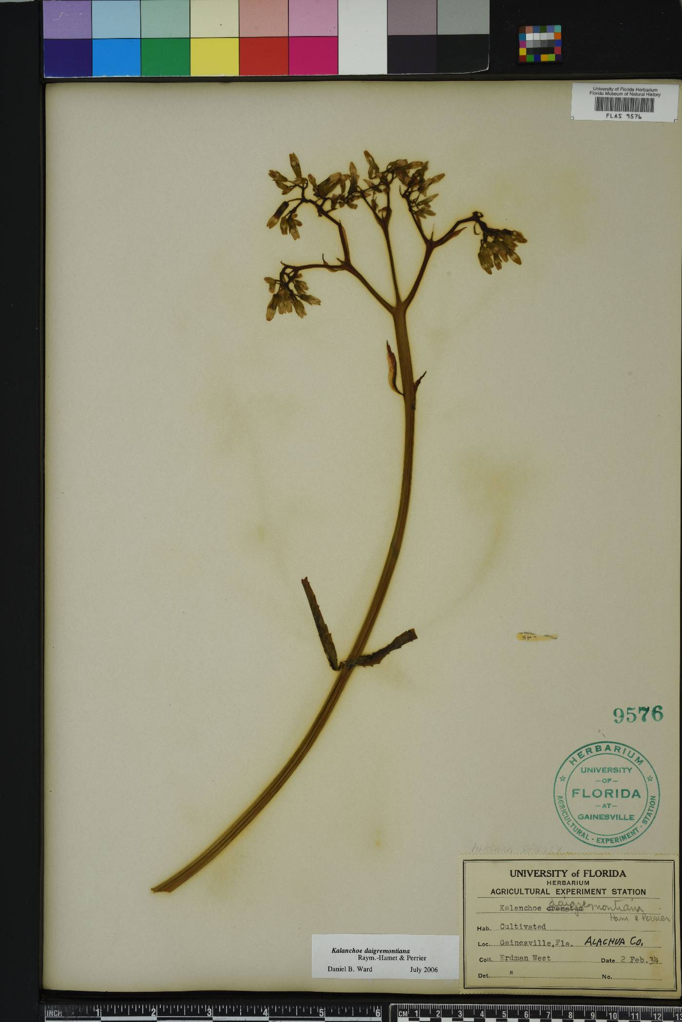 Bryophyllum daigremontianum image