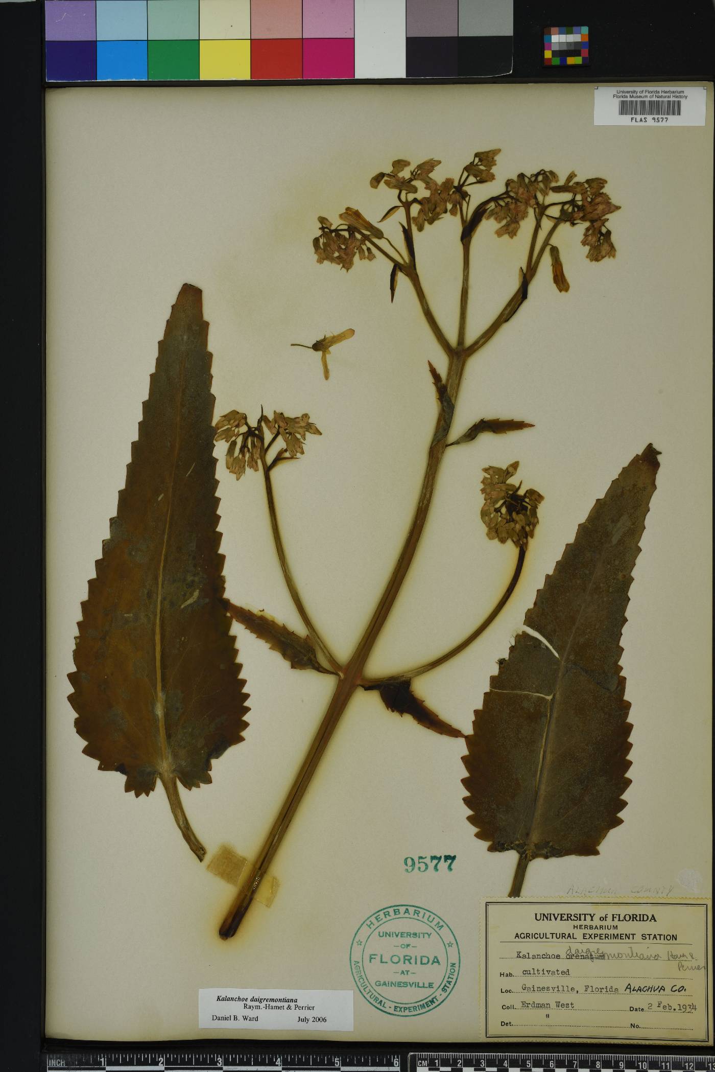 Bryophyllum daigremontianum image