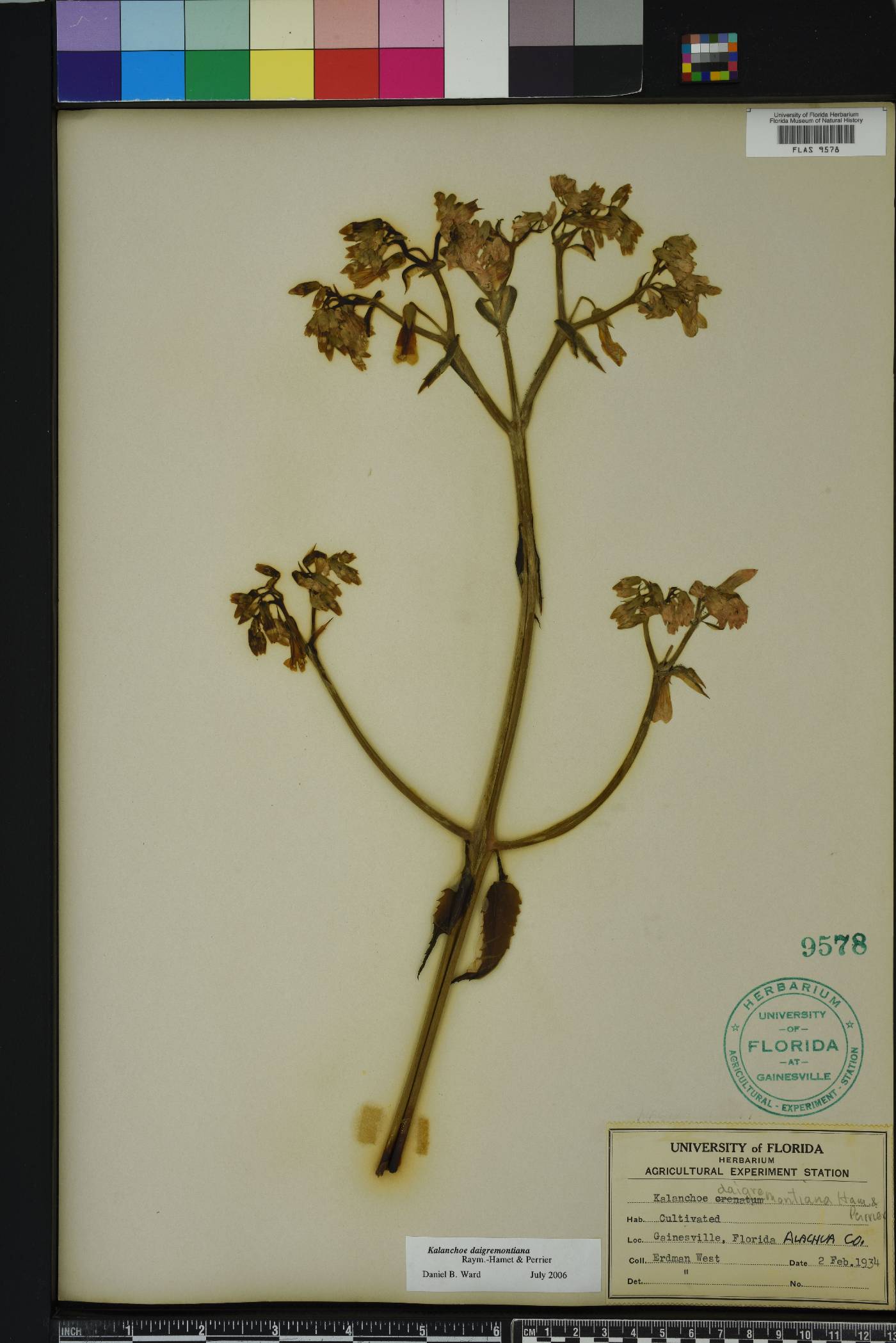 Bryophyllum daigremontianum image
