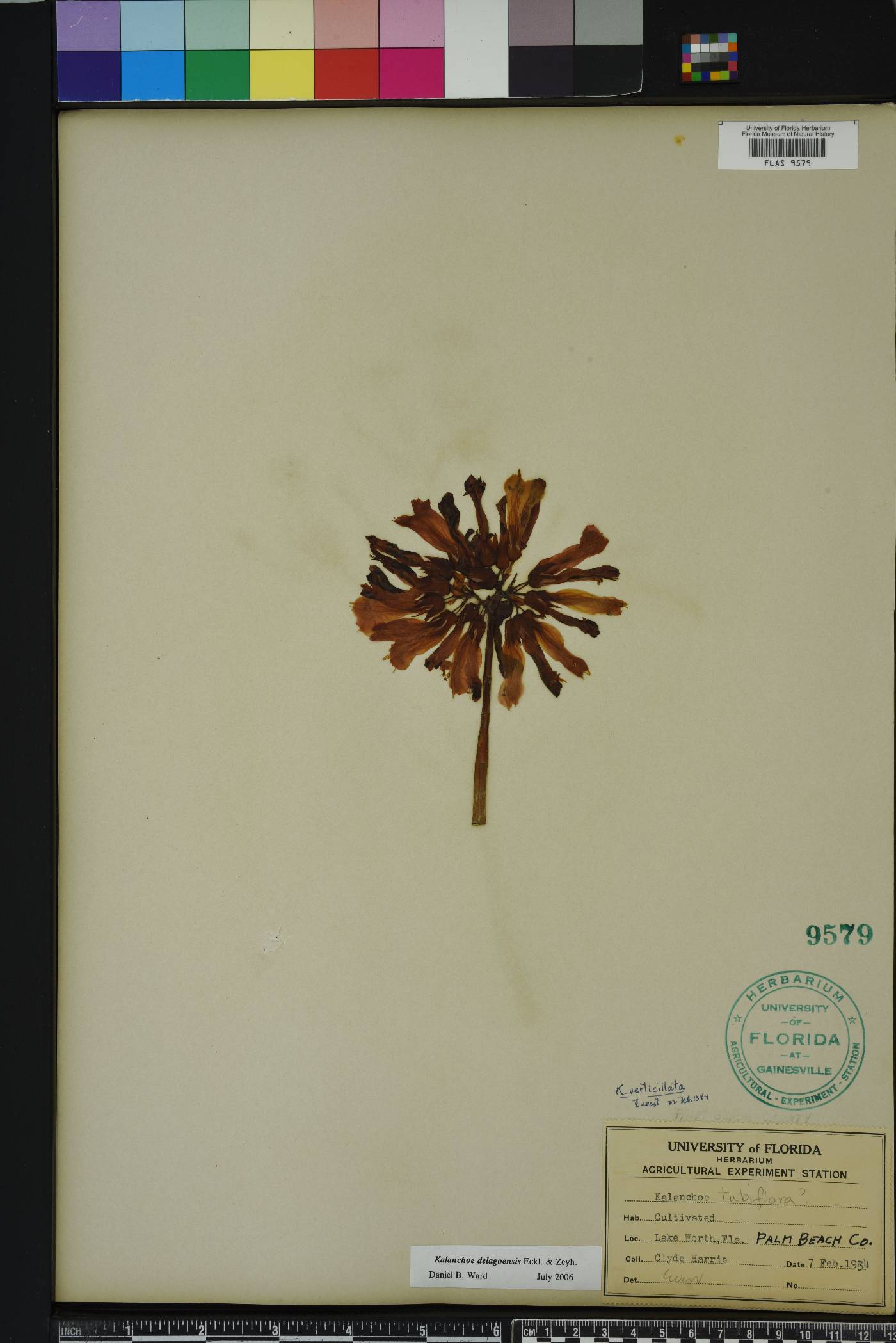 Kalanchoe delagoensis image