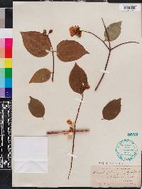 Philadelphus inodorus image