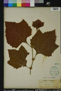 Platanus orientalis image