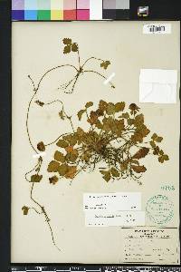 Potentilla indica image