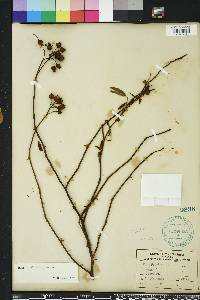 Rosa palustris image