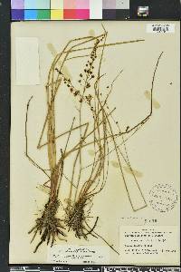 Schoenolirion albiflorum image