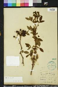 Rosa palustris image