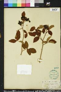 Rosa setigera image