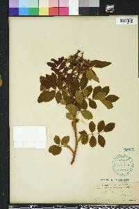 Rosa virginiana image