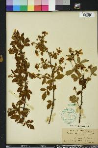 Rubus argutus image