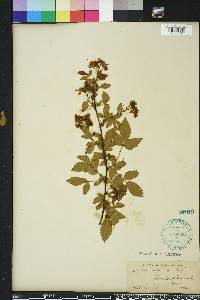 Rubus argutus image