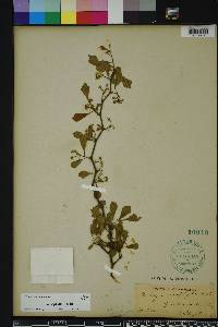 Crataegus michauxii image