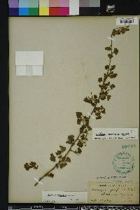 Crataegus marshallii image