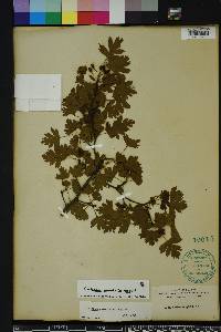 Crataegus marshallii image