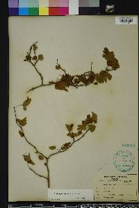 Crataegus marshallii image