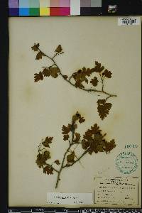 Crataegus marshallii image