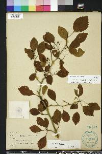 Crataegus viridis image