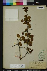 Crataegus michauxii image