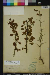 Crataegus michauxii image