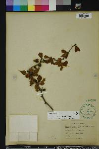 Crataegus michauxii image