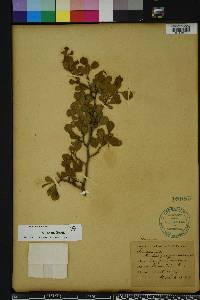 Crataegus michauxii image