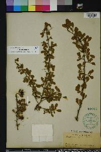 Crataegus michauxii image