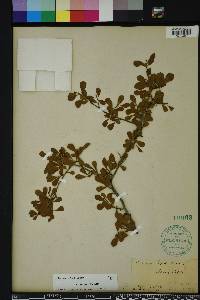 Crataegus michauxii image