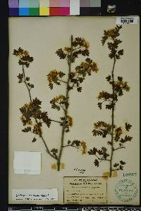 Crataegus marshallii image