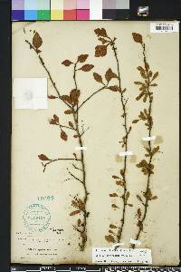 Crataegus spathulata image