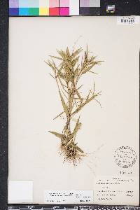 Dichanthelium portoricense image