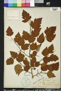 Crataegus viridis image