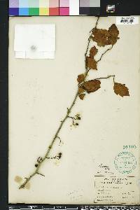 Crataegus viridis image