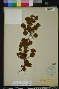 Crataegus michauxii image