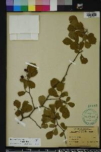 Crataegus michauxii image