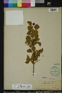 Crataegus michauxii image