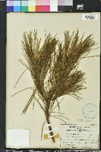 Pinus echinata image