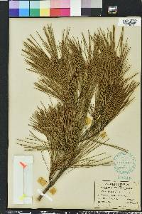 Pinus glabra image