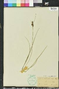 Carex caroliniana image