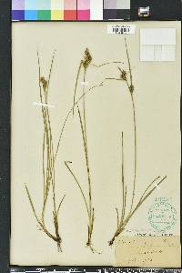 Carex tenax image