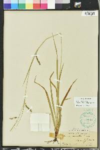 Carex venusta image