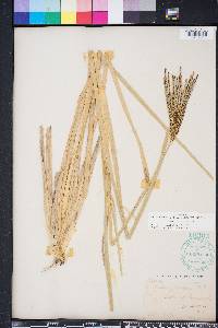 Eustachys glauca image