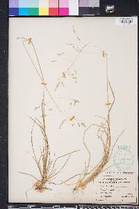 Poa autumnalis image