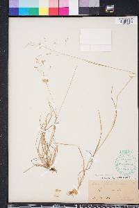 Poa autumnalis image